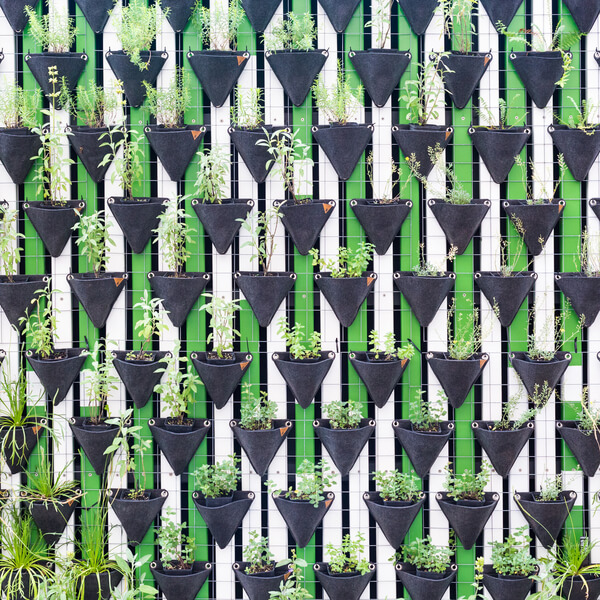 גינון אנכי בחוץ